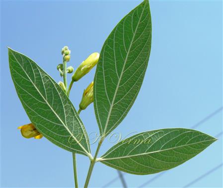  Leaf (Abaxial view) and Inflorescence